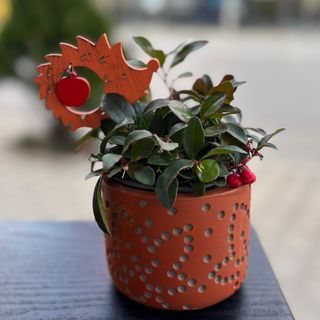 Есенна аранжировка в керамична кашпа с Гаутерия