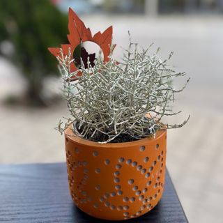 Есенна аранжировка в керамична кашпа с Калоцефалус