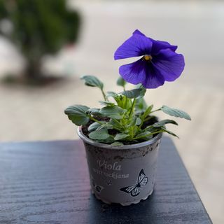 Теменужка в саксия - синя