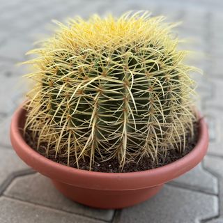 Голям кактус - Златна топка