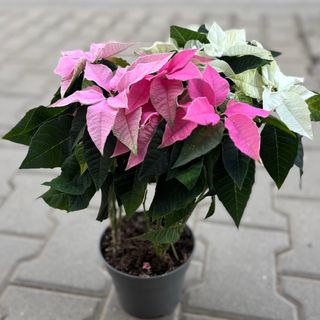 Розово - бяла Коледна звезда