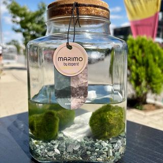 Голяма стъкленица с 3 декоративни водни растения Маримо