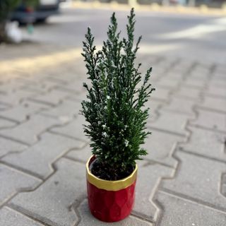 Снежна елха в керамична кашпа