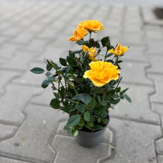 Роза в саксия - жълта