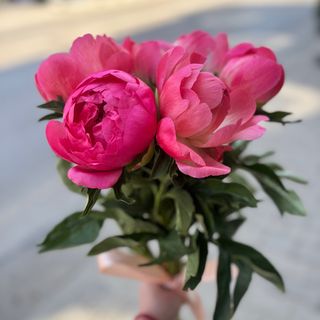 7 божура с панделка (цветове според наличността)