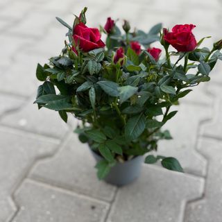 Роза в саксия - червена