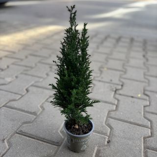 Кипарис 20 см височина