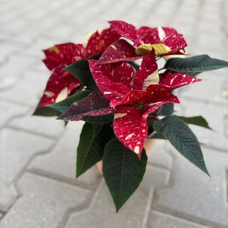 Двуцветна Коледна звезда