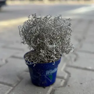Калоцефалус