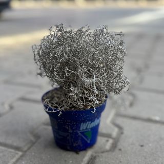 Калоцефалус