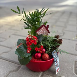 Коледна аранжировка със засадени цветя