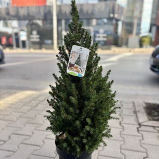 Коледна елха 80-90 см