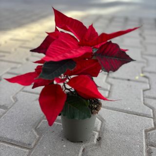 Коледна звезда (малка)