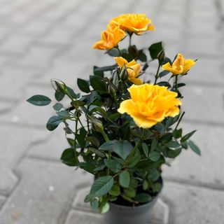 Роза в саксия - жълта