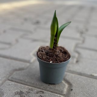 Амарилис - розов