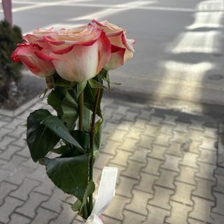 3 цветни рози с панделка (избор на цвят)