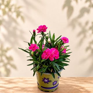 Мини карамфилчета - розови