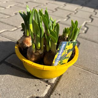 Голяма саксия с Нарциси