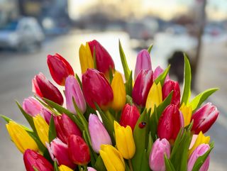 Букет с 35 лалета