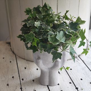 Бръшлян с кашпа