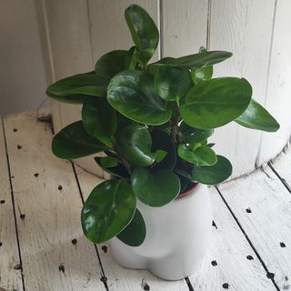 Пеперомия в кашпа