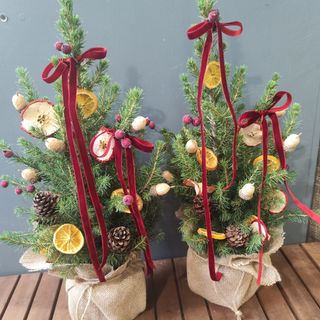 Елха плодчета