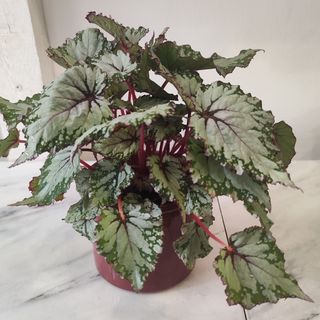 Бегония с кашпа