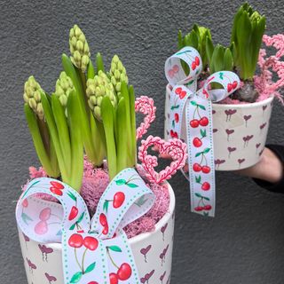 Hyacinthus in pot