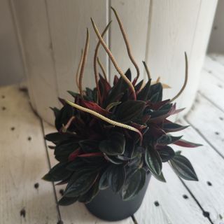 Пеперомия с кашпа