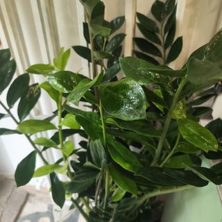 Замиакулкас