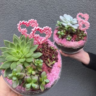 Succulents in glass