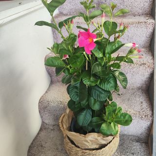Dipladenia