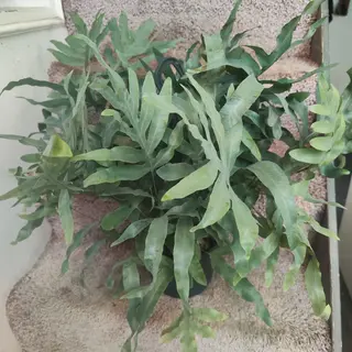 Phlebodium