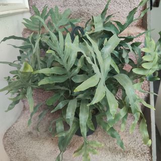 Phlebodium