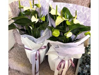 Anthurium White - Бял антуриум