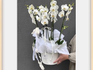 Classy White Orchids, size L