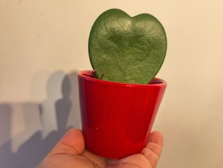 Heart Plant, Hoya