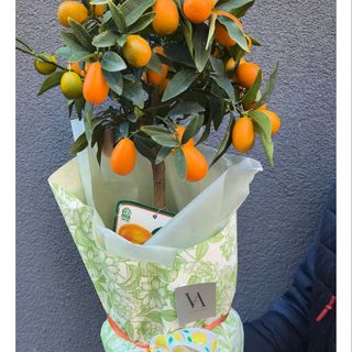 Citrofortunella - Мини цитрусово дръвче