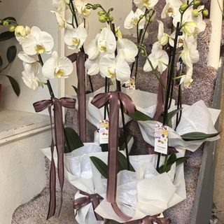 White orchid, 70cm