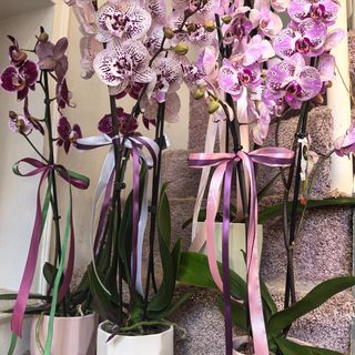 Pink orchid in pot - Орхидея в кашпа