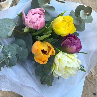 Божуровидни лалета, 5 бр