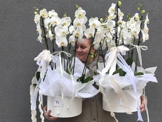 Classy White Orchids