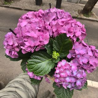 Hydrangea