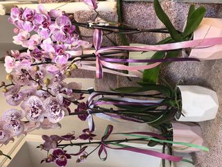 Pink orchid in pot - Орхидея в кашпа