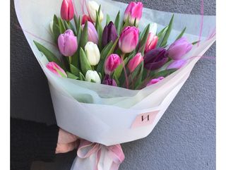 Sugar Tulips, 25pcs.