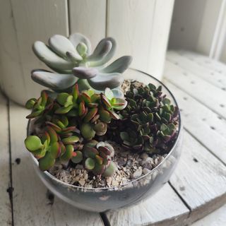 Аранжировка суколенти