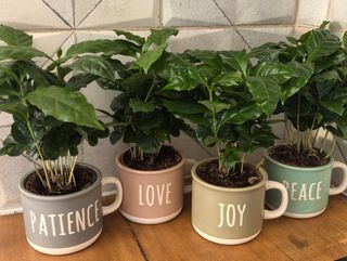 Coffee plant in pot