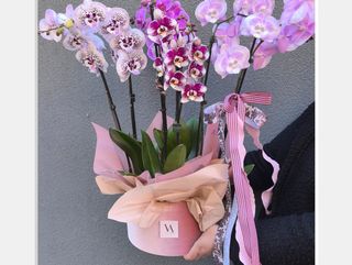 Classy Pink Orchids, size XL