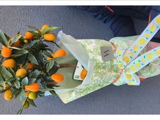 Citrofortunella - Мини цитрусово дръвче