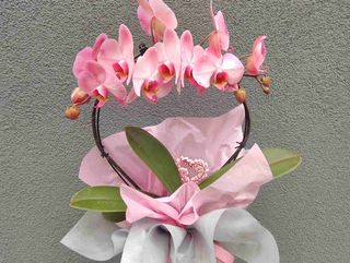 Barbie Love Orchid